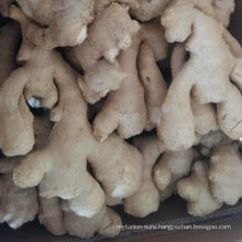 Fresh Air Dry Ginger From Golden Supplier to Norway Market